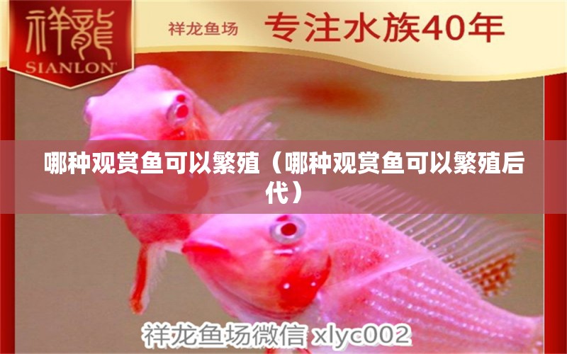 哪種觀賞魚可以繁殖（哪種觀賞魚可以繁殖后代）