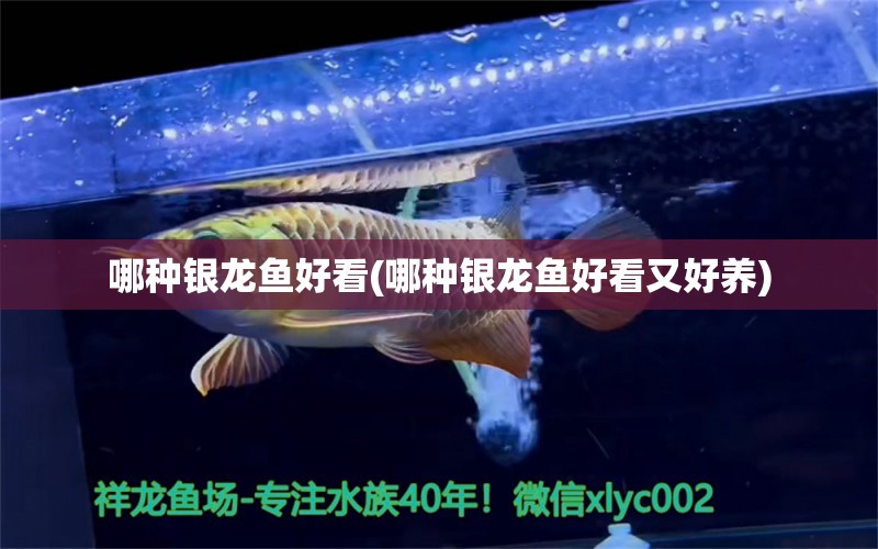 哪種銀龍魚好看(哪種銀龍魚好看又好養(yǎng))