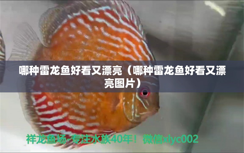 哪種雷龍魚好看又漂亮（哪種雷龍魚好看又漂亮圖片）