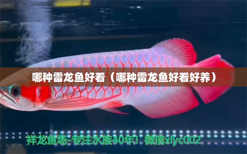 哪種雷龍魚好看（哪種雷龍魚好看好養(yǎng)）