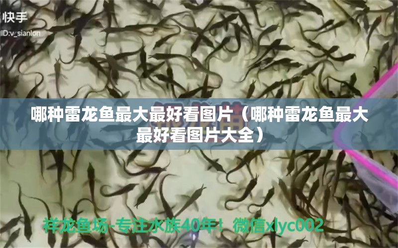 哪種雷龍魚(yú)最大最好看圖片（哪種雷龍魚(yú)最大最好看圖片大全） 祥龍水族醫(yī)院