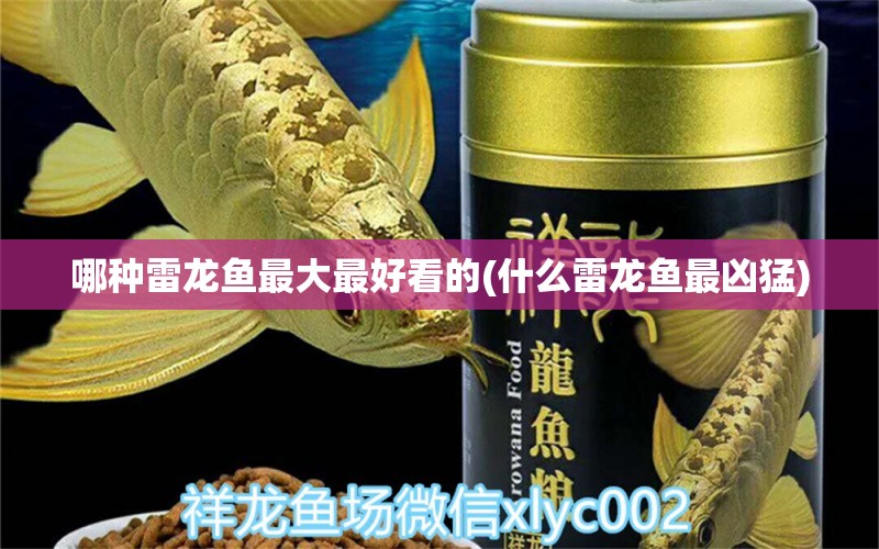 哪種雷龍魚最大最好看的(什么雷龍魚最兇猛)