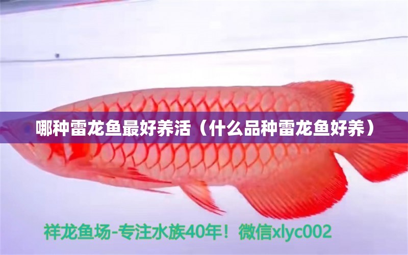 哪種雷龍魚最好養(yǎng)活（什么品種雷龍魚好養(yǎng)） 祥龍龍魚專用水族燈