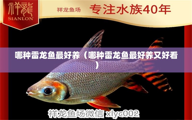 哪種雷龍魚最好養(yǎng)（哪種雷龍魚最好養(yǎng)又好看） 龍魚疾病與治療