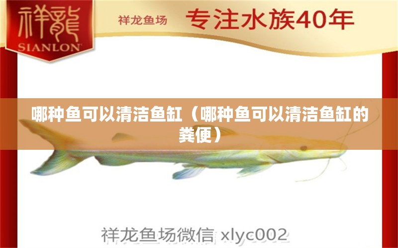 哪種魚可以清潔魚缸（哪種魚可以清潔魚缸的糞便）