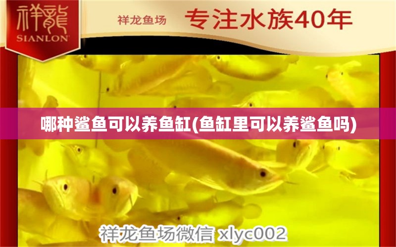 哪種鯊魚(yú)可以養(yǎng)魚(yú)缸(魚(yú)缸里可以養(yǎng)鯊魚(yú)嗎) 魚(yú)缸/水族箱