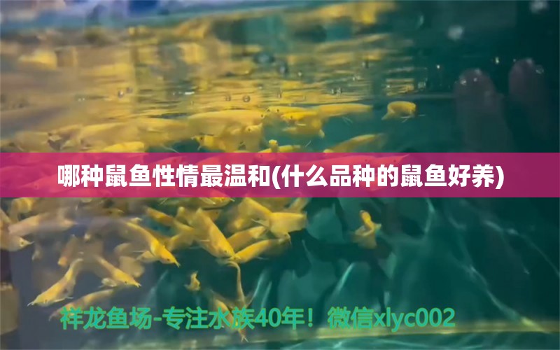 哪種鼠魚性情最溫和(什么品種的鼠魚好養(yǎng)) 豹紋夫魚苗