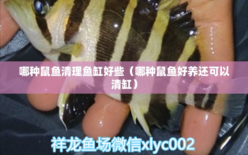 哪種鼠魚清理魚缸好些（哪種鼠魚好養(yǎng)還可以清缸）