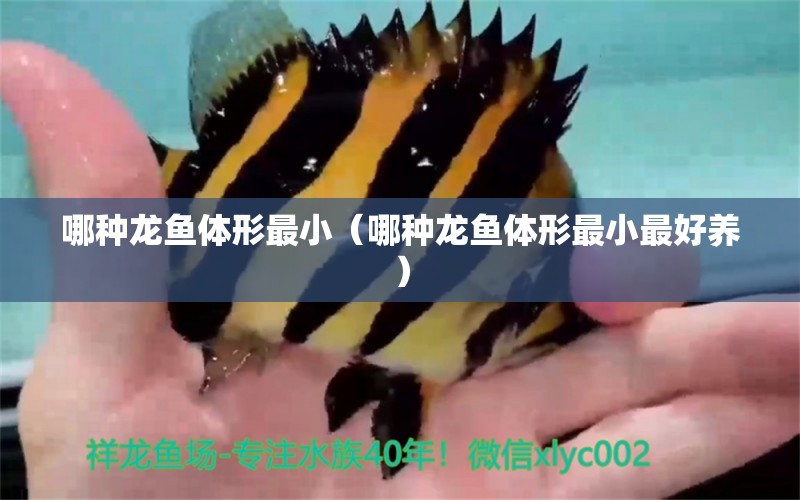 哪種龍魚體形最?。姆N龍魚體形最小最好養(yǎng)） 廣州龍魚批發(fā)市場