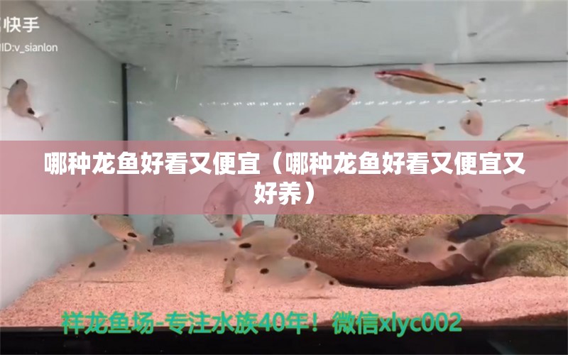 哪種龍魚(yú)好看又便宜（哪種龍魚(yú)好看又便宜又好養(yǎng)）