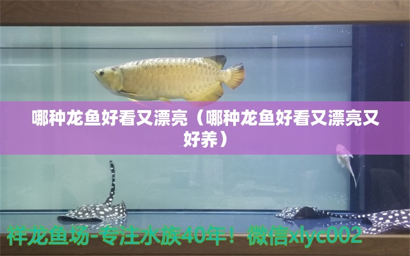 哪種龍魚好看又漂亮（哪種龍魚好看又漂亮又好養(yǎng)） 廣州龍魚批發(fā)市場