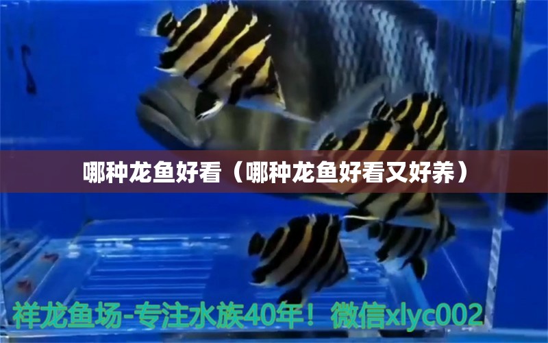 哪種龍魚好看（哪種龍魚好看又好養(yǎng)） 廣州龍魚批發(fā)市場