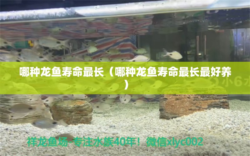 哪種龍魚壽命最長(zhǎng)（哪種龍魚壽命最長(zhǎng)最好養(yǎng)）