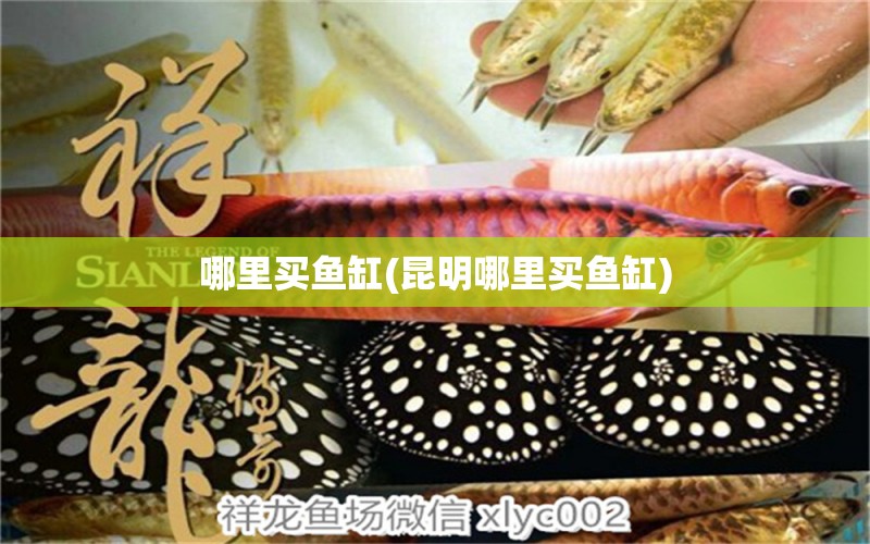 哪里買魚(yú)缸(昆明哪里買魚(yú)缸) 廣州觀賞魚(yú)批發(fā)市場(chǎng)