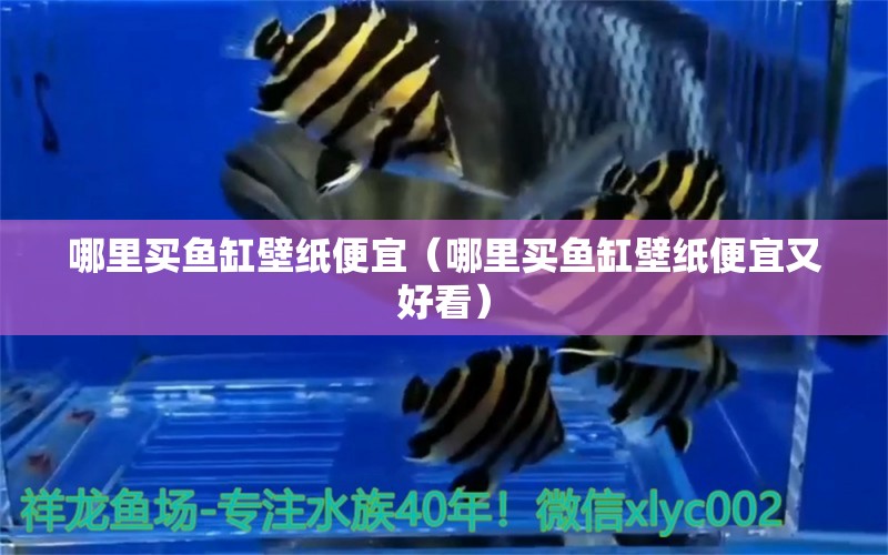 哪里買(mǎi)魚(yú)缸壁紙便宜（哪里買(mǎi)魚(yú)缸壁紙便宜又好看）