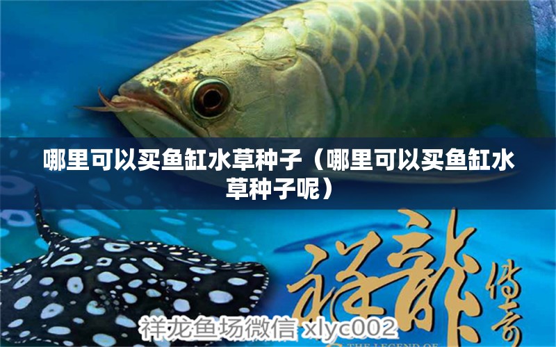 哪里可以買魚缸水草種子（哪里可以買魚缸水草種子呢）