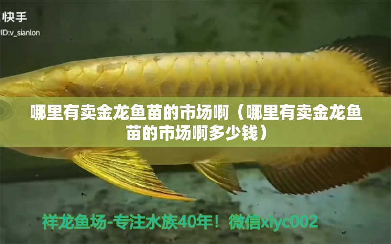 哪里有賣金龍魚苗的市場(chǎng)啊（哪里有賣金龍魚苗的市場(chǎng)啊多少錢） 廣州龍魚批發(fā)市場(chǎng)