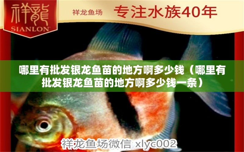 哪里有批發(fā)銀龍魚苗的地方啊多少錢（哪里有批發(fā)銀龍魚苗的地方啊多少錢一條）