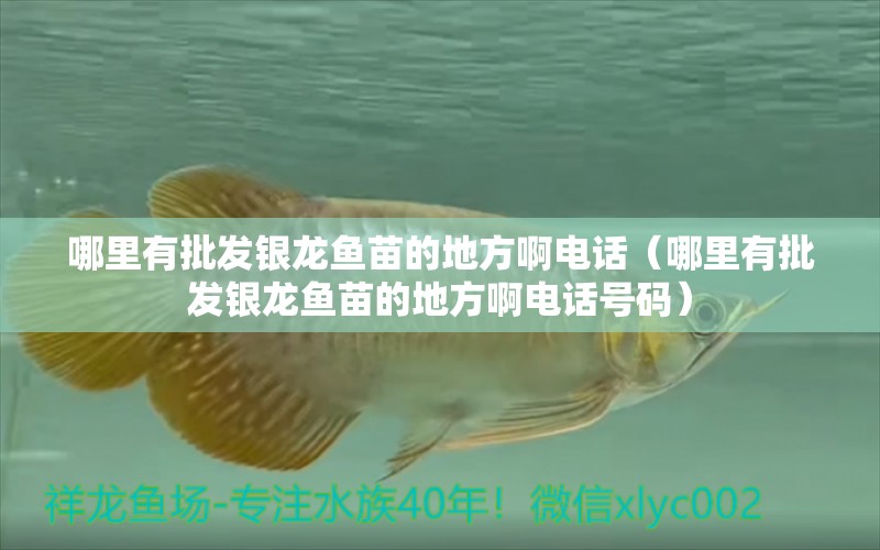 哪里有批發(fā)銀龍魚苗的地方啊電話（哪里有批發(fā)銀龍魚苗的地方啊電話號碼）