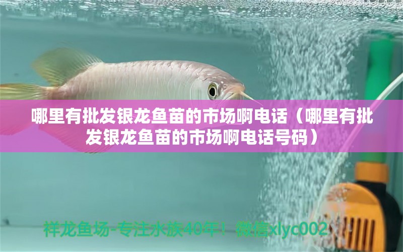 哪里有批發(fā)銀龍魚苗的市場啊電話（哪里有批發(fā)銀龍魚苗的市場啊電話號碼） 銀龍魚