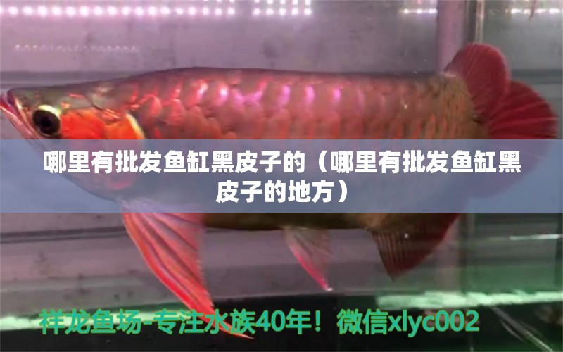 哪里有批發(fā)魚缸黑皮子的（哪里有批發(fā)魚缸黑皮子的地方） 祥龍水族醫(yī)院