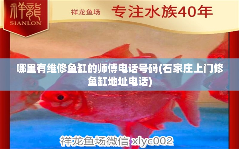 哪里有維修魚缸的師傅電話號碼(石家莊上門修魚缸地址電話) 廣州觀賞魚批發(fā)市場