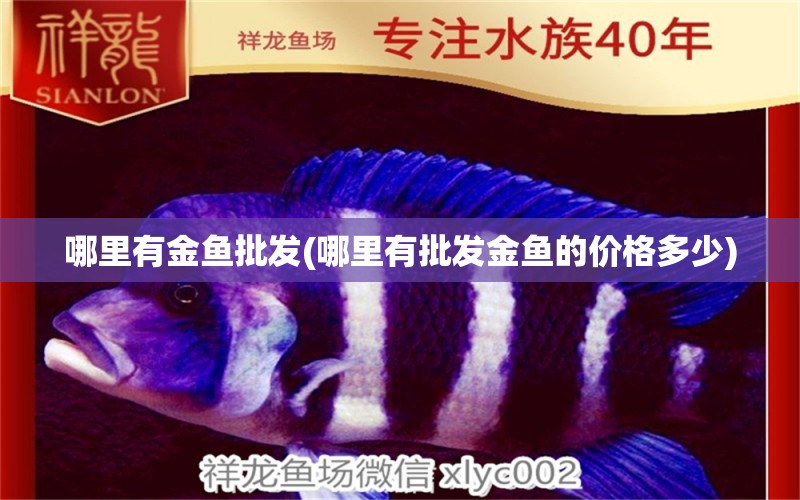 哪里有金魚批發(fā)(哪里有批發(fā)金魚的價(jià)格多少) 紅龍福龍魚