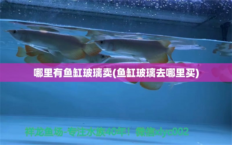 哪里有魚缸玻璃賣(魚缸玻璃去哪里買) 觀賞魚批發(fā)