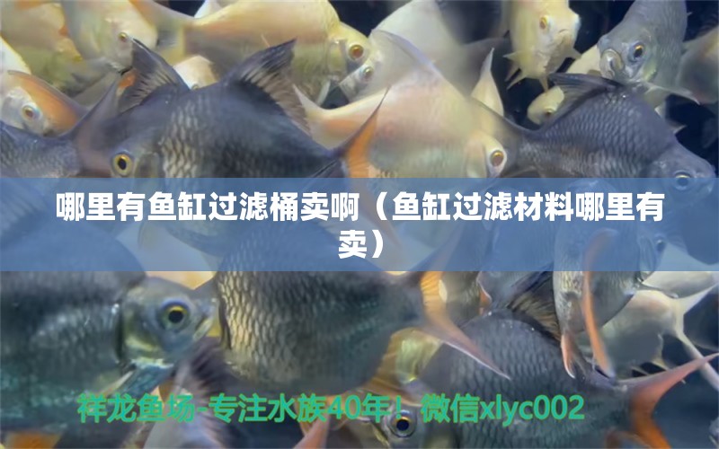 哪里有魚(yú)缸過(guò)濾桶賣(mài)?。~(yú)缸過(guò)濾材料哪里有賣(mài)） 巴卡雷龍魚(yú)