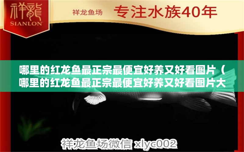 哪里的紅龍魚(yú)最正宗最便宜好養(yǎng)又好看圖片（哪里的紅龍魚(yú)最正宗最便宜好養(yǎng)又好看圖片大全） 廣州龍魚(yú)批發(fā)市場(chǎng)