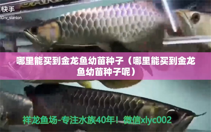 哪里能買到金龍魚幼苗種子（哪里能買到金龍魚幼苗種子呢）