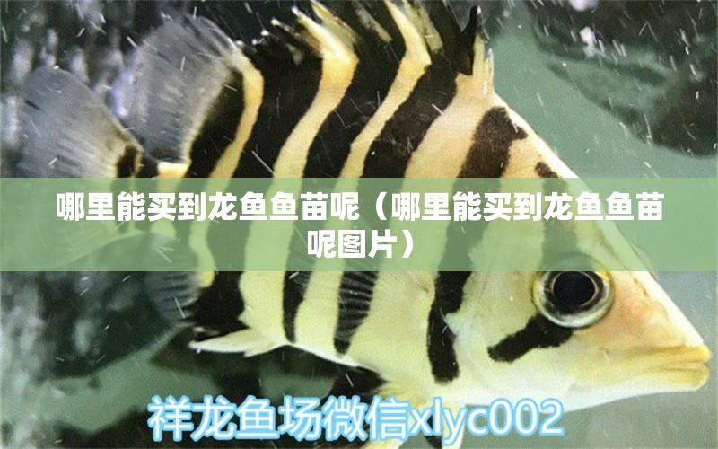 哪里能買到龍魚魚苗呢（哪里能買到龍魚魚苗呢圖片） 網(wǎng)上購買觀賞魚