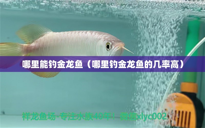 哪里能釣金龍魚（哪里釣金龍魚的幾率高） 垂釣樂園