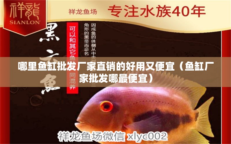 哪里魚缸批發(fā)廠家直銷的好用又便宜（魚缸廠家批發(fā)哪最便宜） 高背金龍魚