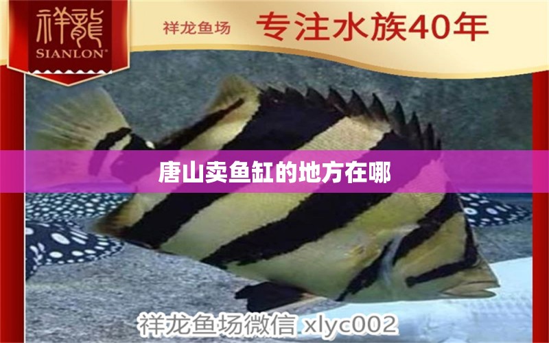 唐山賣魚缸的地方在哪