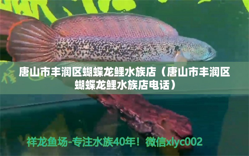 唐山市豐潤區(qū)蝴蝶龍鯉水族店（唐山市豐潤區(qū)蝴蝶龍鯉水族店電話） 蝴蝶鯉