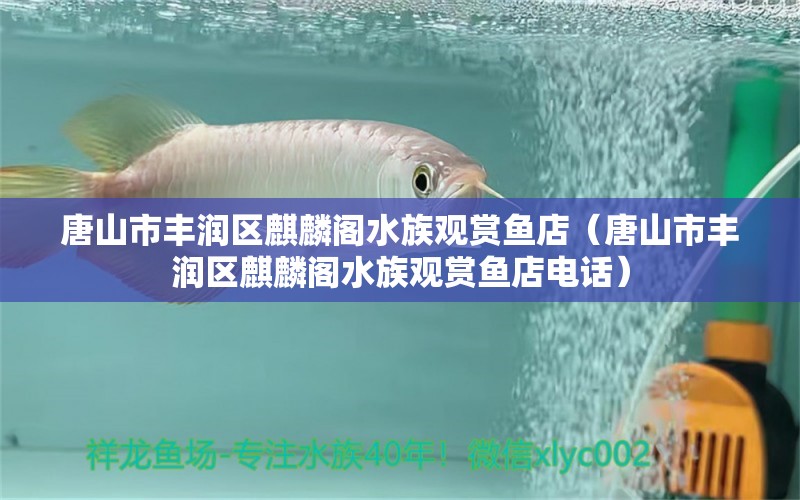 唐山市豐潤區(qū)麒麟閣水族觀賞魚店（唐山市豐潤區(qū)麒麟閣水族觀賞魚店電話）