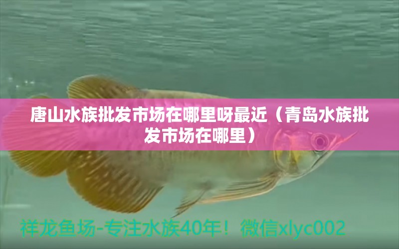 唐山水族批發(fā)市場(chǎng)在哪里呀最近（青島水族批發(fā)市場(chǎng)在哪里） 觀賞魚(yú)水族批發(fā)市場(chǎng)