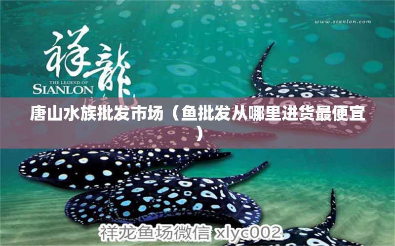 唐山水族批發(fā)市場（魚批發(fā)從哪里進貨最便宜）