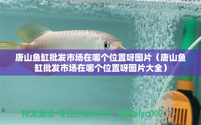 唐山魚缸批發(fā)市場在哪個位置呀圖片（唐山魚缸批發(fā)市場在哪個位置呀圖片大全）