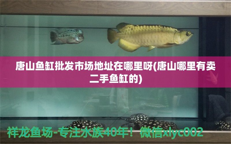 唐山魚缸批發(fā)市場地址在哪里呀(唐山哪里有賣二手魚缸的) 白子關(guān)刀魚