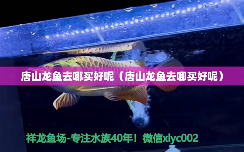 唐山龍魚去哪買好呢（唐山龍魚去哪買好呢）