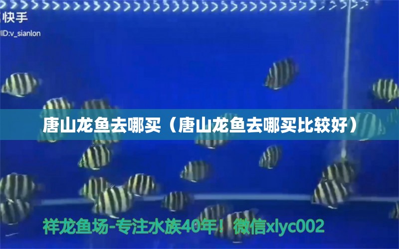 唐山龍魚去哪買（唐山龍魚去哪買比較好）