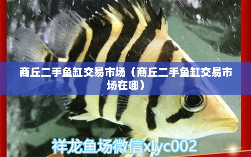 商丘二手魚缸交易市場（商丘二手魚缸交易市場在哪）