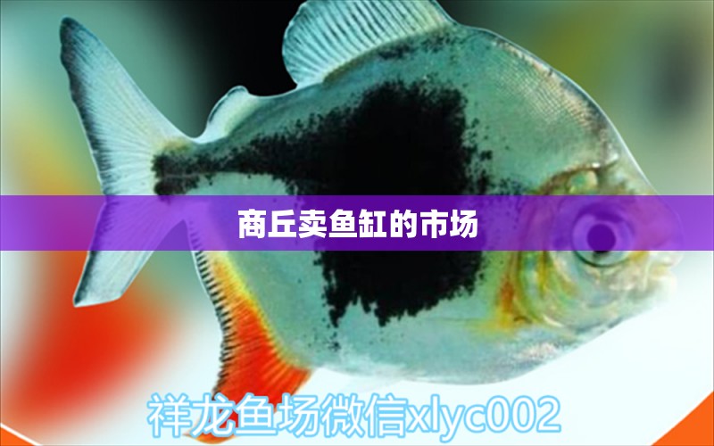 商丘賣魚缸的市場