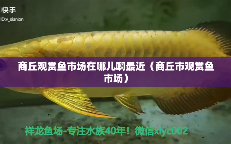 商丘觀賞魚市場在哪兒啊最近（商丘市觀賞魚市場）