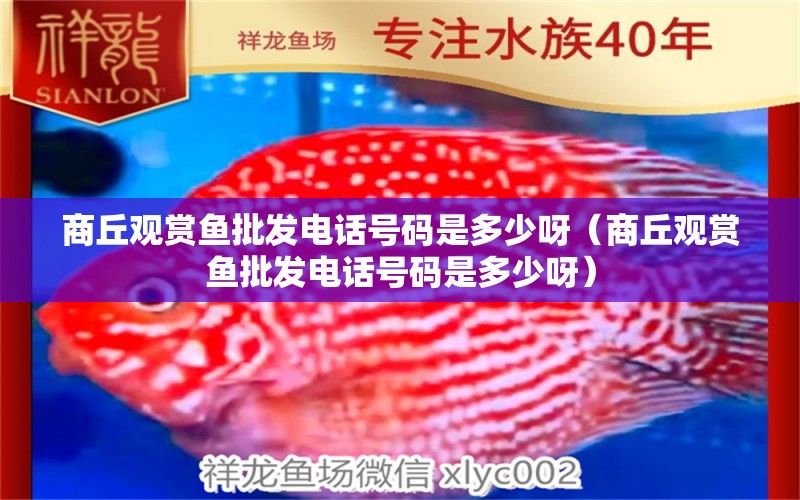 商丘觀賞魚批發(fā)電話號(hào)碼是多少呀（商丘觀賞魚批發(fā)電話號(hào)碼是多少呀）