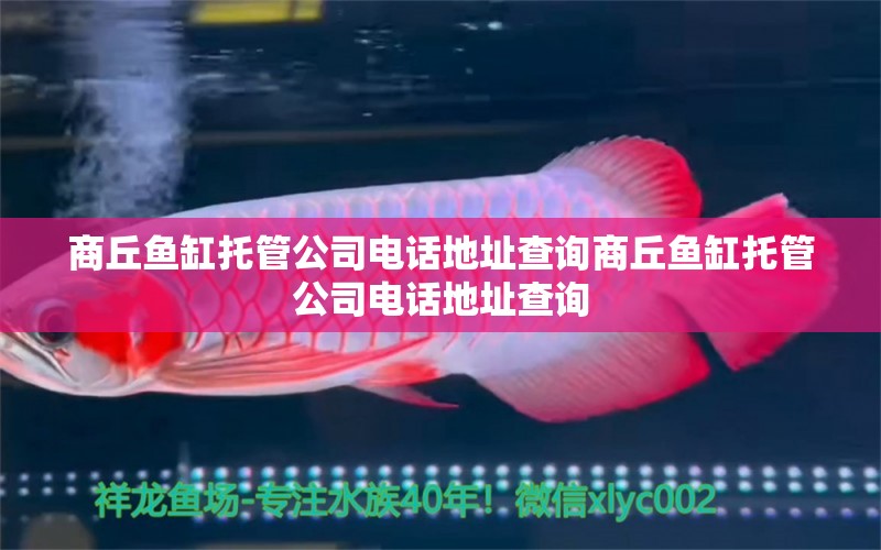 商丘魚缸托管公司電話地址查詢商丘魚缸托管公司電話地址查詢 大嘴鯨魚