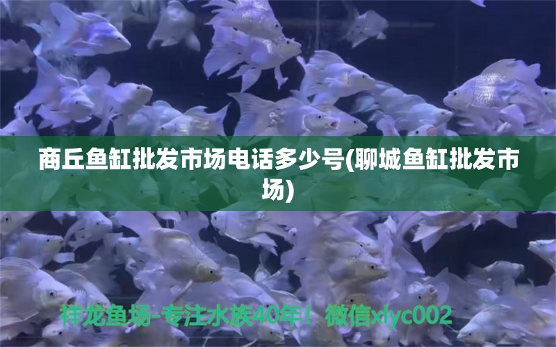 商丘魚缸批發(fā)市場電話多少號(hào)(聊城魚缸批發(fā)市場) 玫瑰銀版魚