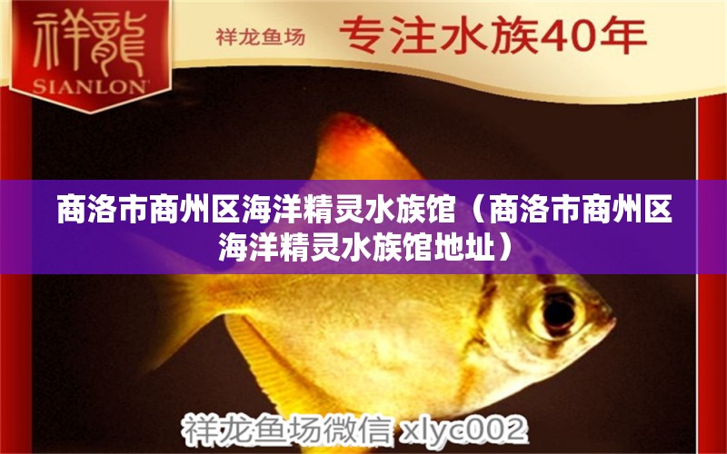 商洛市商州區(qū)海洋精靈水族館（商洛市商州區(qū)海洋精靈水族館地址） 全國水族館企業(yè)名錄